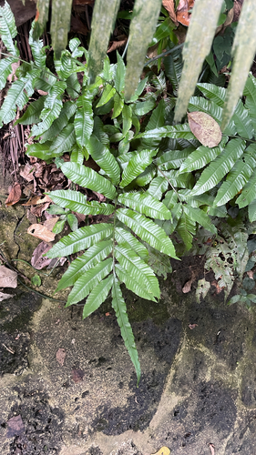 Bolbitis heteroclita observed 2026-09-26