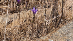 Brodiaea terrestris kernensis