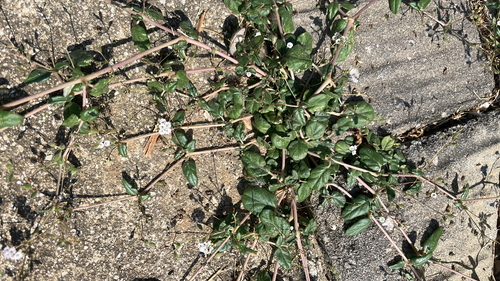 Boerhavia glabrata observed 2026-10-05