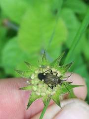 Closterotomus cinctipes