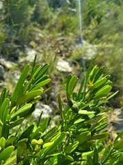 Cneorum tricoccon
