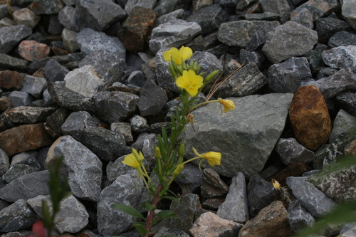 Oenothera parviflora, 2026-10-09