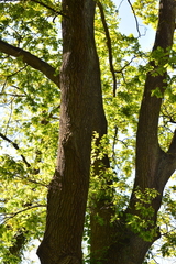 Quercus robur