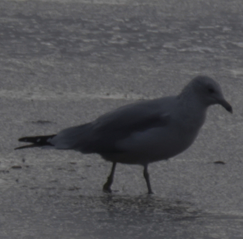 Ring-billed Gull