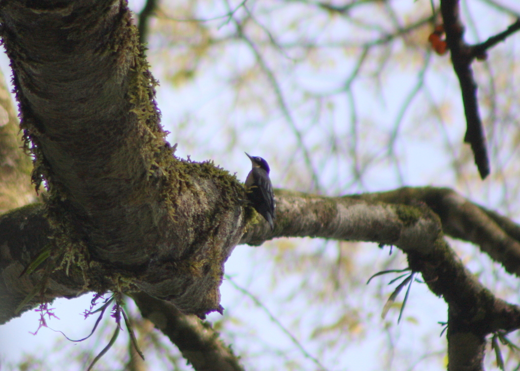 Blue Nuthatch