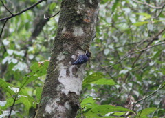 Blue Nuthatch photo 2