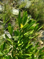 Cneorum tricoccon