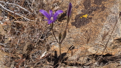 Brodiaea terrestris kernensis