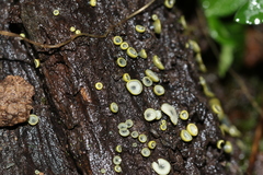 Chlorosplenium