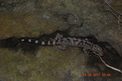 Cyrtodactylus marmoratus