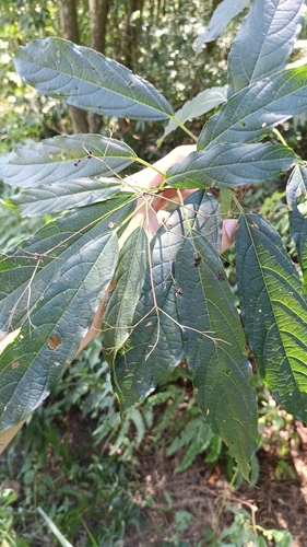 Clerodendrum cyrtophyllum observed 2026-10-10