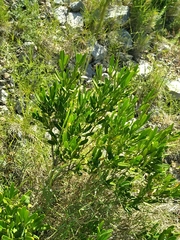 Cneorum tricoccon