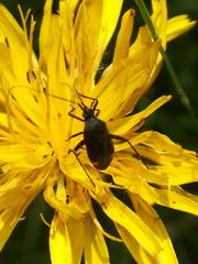 Closterotomus