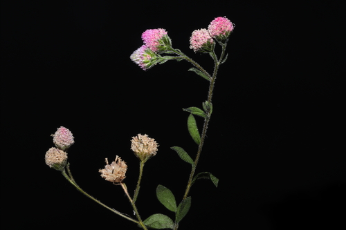 Isocarpha microcephala, 2026-08-17