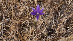 Brodiaea terrestris kernensis