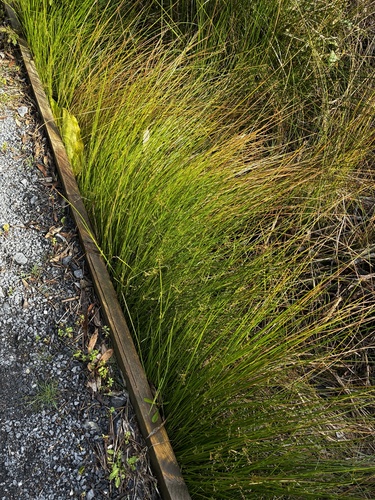 Juncus pauciflorus observed 2026-10-10