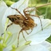 Oxyopes heterophthalmus - Photo (c) Julien Tchilinguirian, some rights reserved (CC BY-NC), uploaded by Julien Tchilinguirian