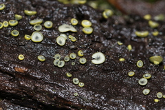 Chlorosplenium