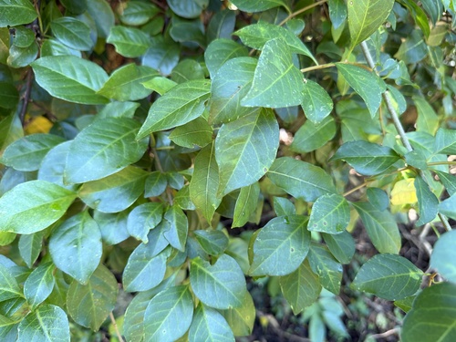 Pisonia aculeata observed 2026-10-10