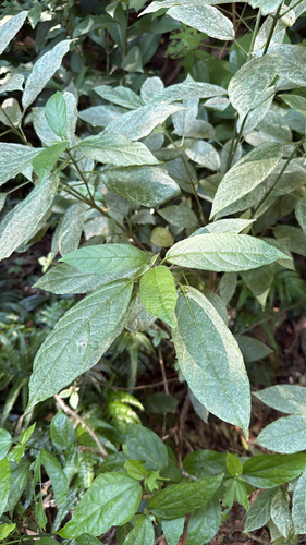 Clerodendrum cyrtophyllum observed 2026-10-10