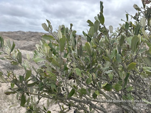 Beautempsia avicenniifolia (Beautempsia avicenniifolia)