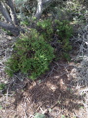 Ericameria ericoides