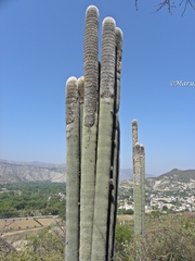 Cephalocereus senilis