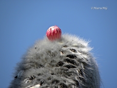 Cephalocereus senilis