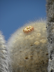 Cephalocereus senilis