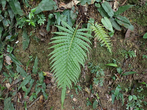 Blechnopsis orientalis observed 2026-10-05