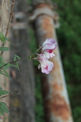 Antirrhinum majus