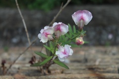 Antirrhinum majus