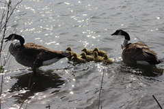 Branta canadensis