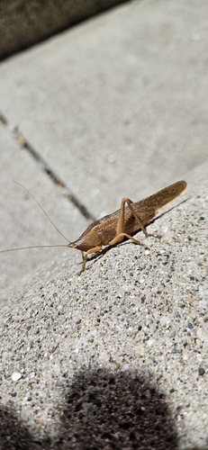 Hook-faced Conehead