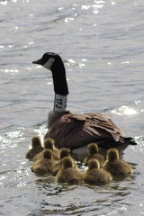 Branta canadensis