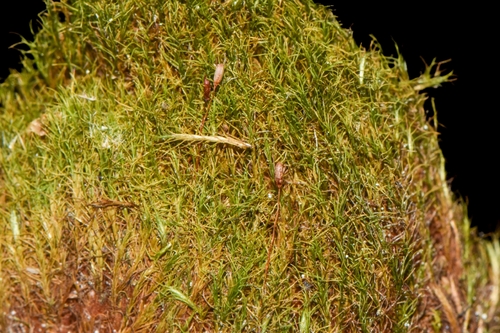 Distichium capillaceum observed 2026-09-19