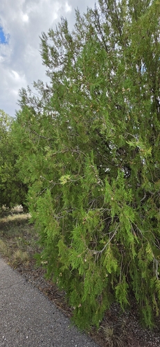 Chinese arborvitae