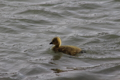 Branta canadensis