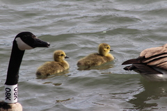 Branta canadensis