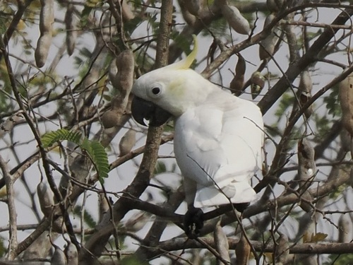 Cacatua sulphurea observed 2026-10-09