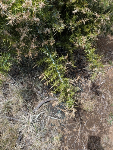 Ulex europaeus observed 2026-09-29