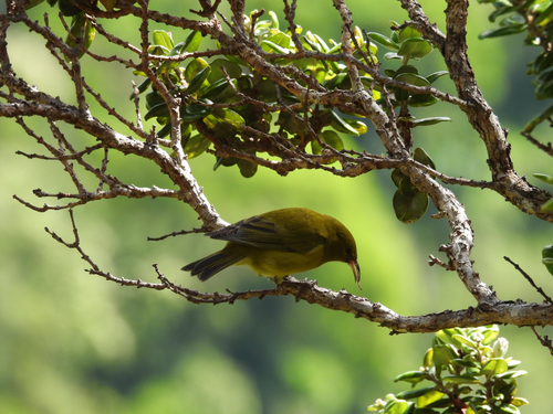 Chlorodrepanis flava, 2026-10-09