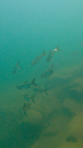 Megalops cyprinoides observed 2026-10-05