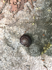 Glyptostoma gabrielense