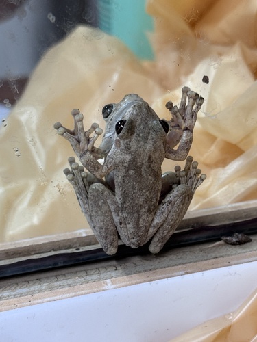 Litoria rothii observed 2026-10-10