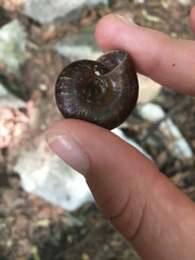 Glyptostoma gabrielense