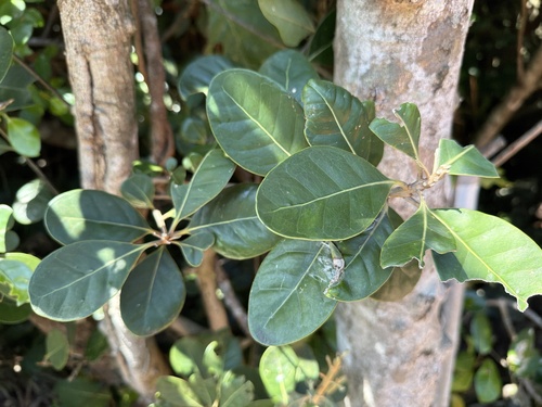 Planchonella obovata observed 2026-10-10