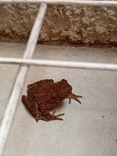 Phrynoidis asper observed 2026-10-10