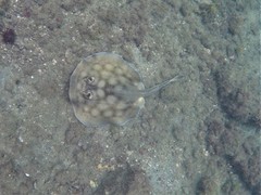 Urobatis concentricus