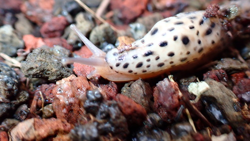 Limax maximus observed 2026-10-09